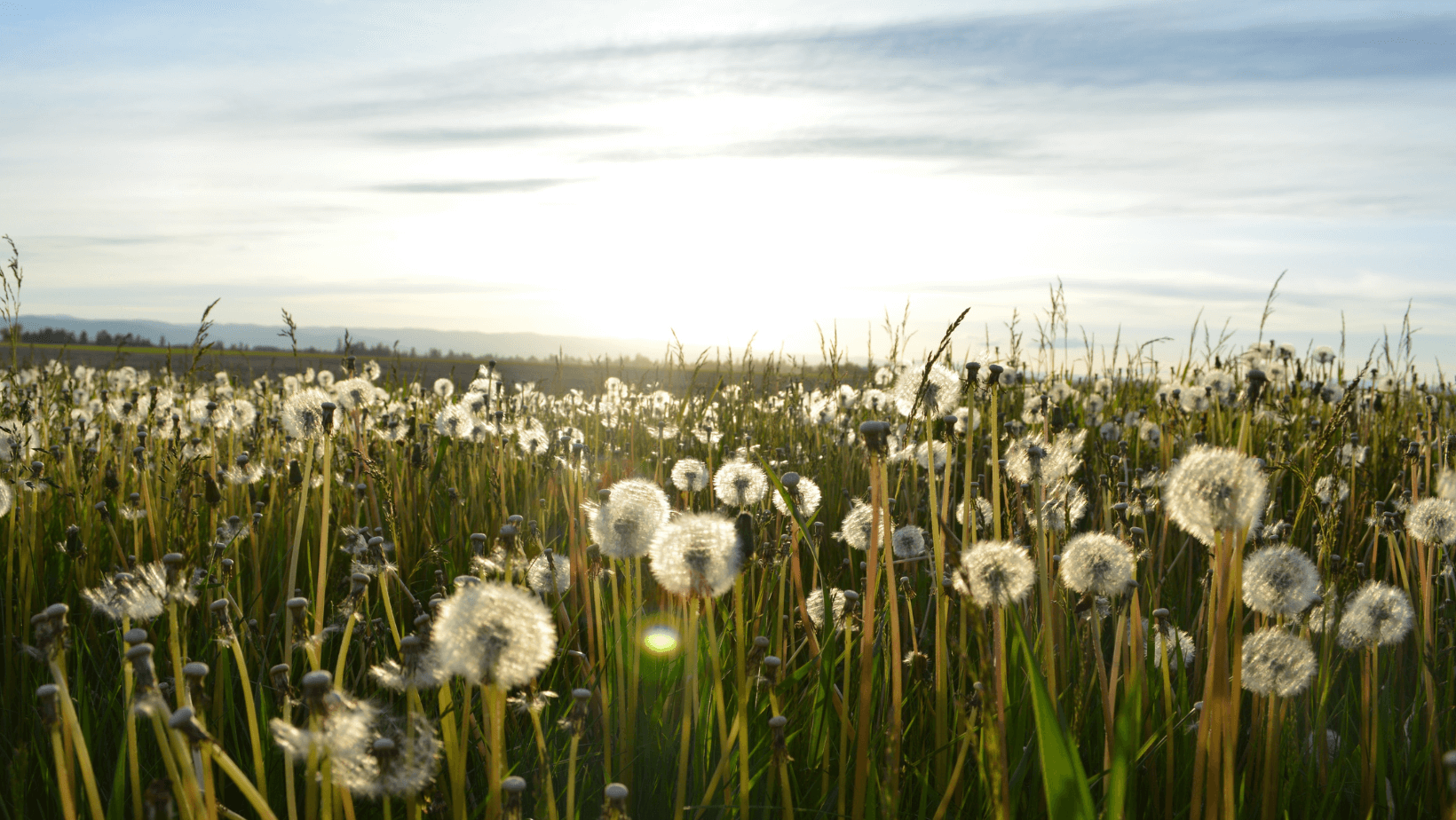 Latched & Bloom Sunset over a field of dandelions with fluffy seed heads illuminated by sunlight against a clear sky. Pediatric and Postpartum Care